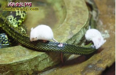 一条蛇吃老鼠的特写高清图片下载-正版图片504921344-摄图网
