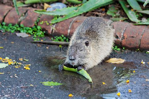 上海多区惊现南美大老鼠？其实是“老牌”外来物种，偏爱水生农作物