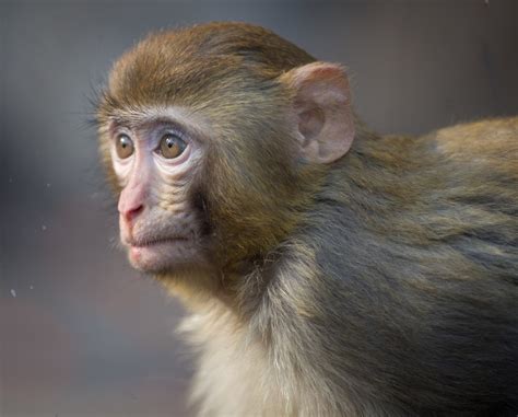 常见的猴子有哪些种类_酷知经验网