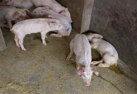 夏季常见猪病的流行特征及防制措施-惠农学堂-中国惠农网