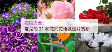 花语大全：常见的21种花的花语及图片大全_装修保障网