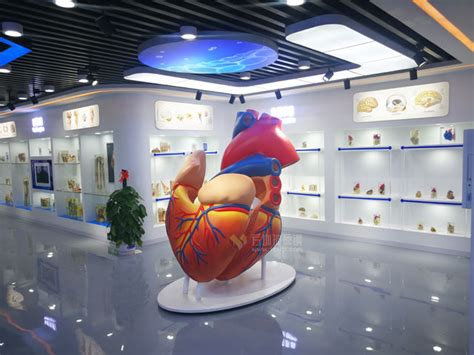 医学科教玻璃钢心脏大脑仿真模型雕塑_方圳玻璃钢厂