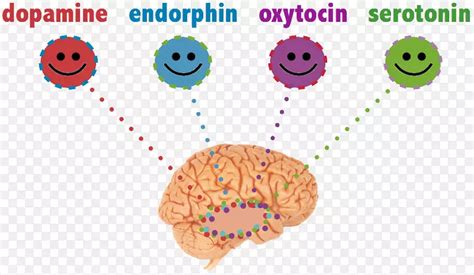 满足你快乐的化学物质：多巴胺，内啡肽，催产素，血清素快乐化学内啡肽-大脑PNG图片素材下载_图片编号5469937-PNG素材网