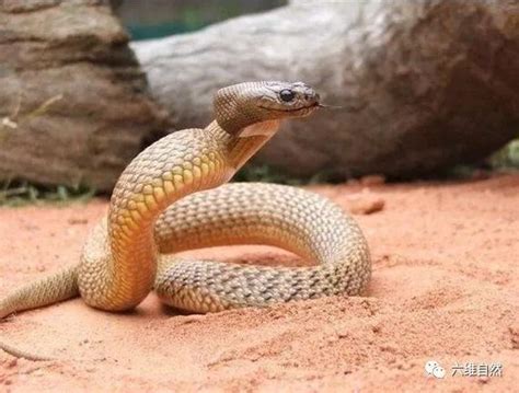 全球最危险的蛇类排行榜 银环蛇上榜，第一是攻击速度最快的蛇_排行榜123网