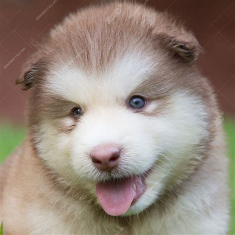 出售纯种阿拉斯加大型犬阿拉斯加雪橇犬灰桃阿拉斯加活体宠物幼犬-阿里巴巴