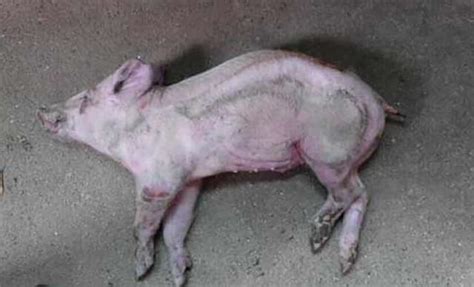 猪病大全及治疗方法-猪病诊断与防治-养猪与猪病防治-第3页 - 畜小牧养殖网