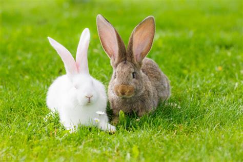 兔子的资料-兔子的资料,兔子,资料 - 早旭阅读