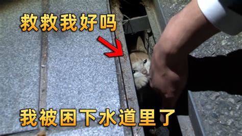 刚出生小猫掉进下水道，用爪子求助路人，救援过程曲折艰难_腾讯视频