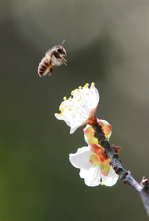 【梅花·蜜蜂摄影图片】梅洋生态摄影_兴安岭摄影汇集_太平洋电脑网摄影部落