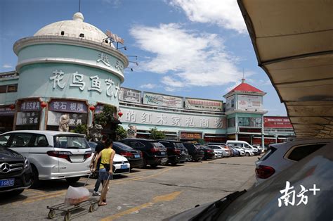 2022花地湾花鸟鱼虫市场购物,广州人最爱逛的观赏鱼市场坐...【去哪儿攻略】