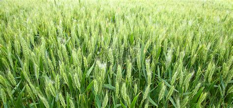 小麦种植高清图片下载-正版图片501286075-摄图网