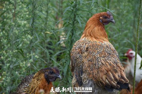 纳雍“滚山鸡”：一个绿水青山孕育的地方品牌