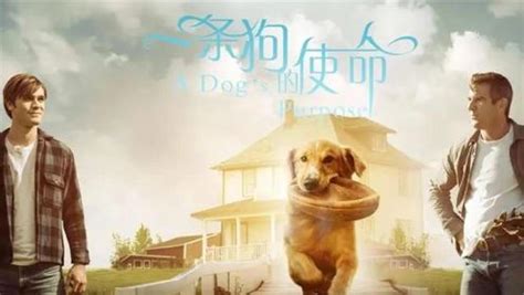《一条狗的使命2》今日上映 四大看点揭秘今年最治愈电影_TOM明星