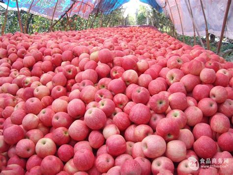 2021年中国苹果产业速报：我国苹果产量及种植面积全球占比超50%_生产