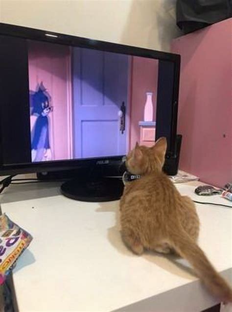 猫咪沉迷看电视，目不转睛地看着《猫和老鼠》，这是在学习捕鼠吗_主人