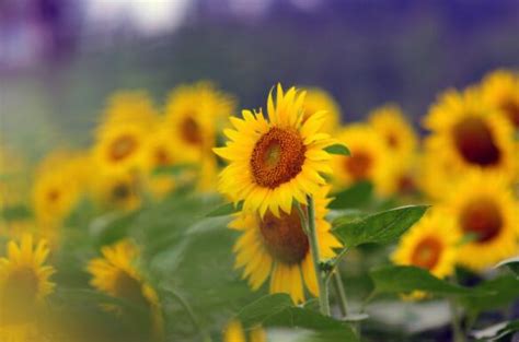 为什么向日葵总是向着太阳呢（向日葵总是面向太阳的原因） - 花晓网