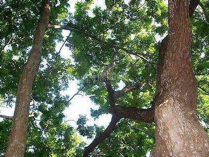 在农村，常见的黄檀树为何叫“不知春”呢？它究竟有什么价值呢？|黄檀|黄檀树|价值_新浪新闻