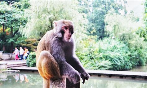 黔灵山的猴|摄影|动物|源起 - 原创作品 - 站酷 (ZCOOL)