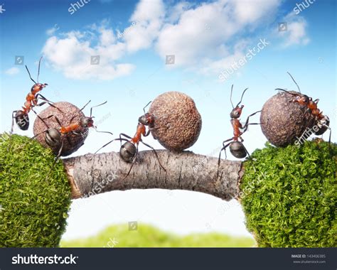 [Collective Intelligence] 蚂蚁群体决策的智慧 - 知乎
