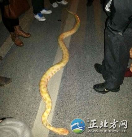 “死亡黄金蟒”惊现杭州街头 揭秘全球最恐怖巨型蟒蛇_第一金融网