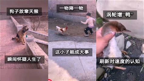 搞笑动物：狗子放窜天猴烟花，瞬间怀疑人生_腾讯视频