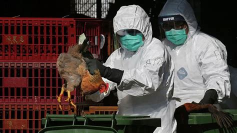 江西h7n9禽流感最新消息 人感染H7N9如何预防？-闽南网