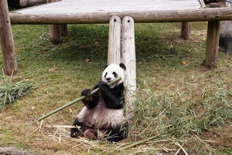 美媒：旅美大熊猫“乐乐”离世 终年25岁_桐庐新闻网