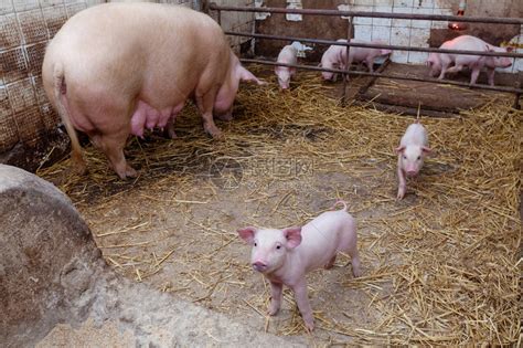 在养猪场用仔猪母高清图片下载-正版图片504752897-摄图网