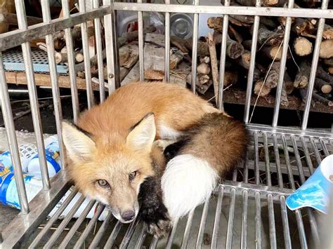 吉林延边发现火狐狸，后腿受伤，世界上有颜色鲜红的狐狸吗？