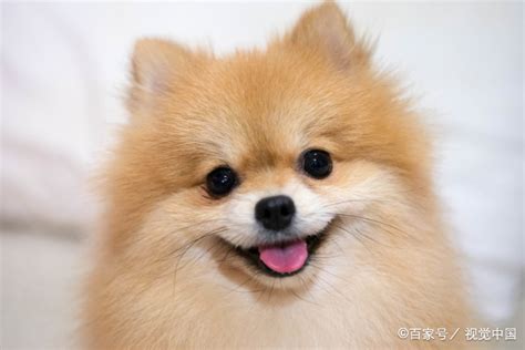 狗的名字叫什么好 - 狗的名字叫什么霸气 - 香橙宝宝起名网