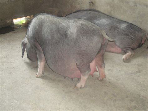 【养猪小课堂】母猪正常的产程是多长时间？_小时