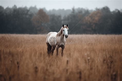 田野里的一匹白马高清图片下载-正版图片600045127-摄图网