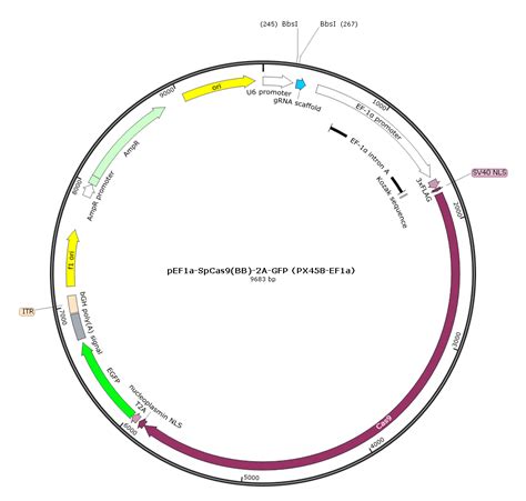 PX458-EF1α 基因编辑pEF1α-SpCas9(BB)-2A-GFP 绿色荧光EF1启动子-质粒载体-ATCC-DSM-CCUG-泰斯拓生物