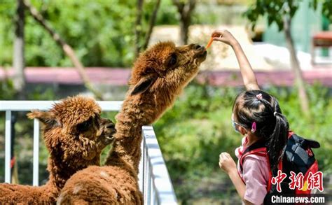 乌鲁木齐：萌宠乐园吸引小朋友与动物亲密互动 - 当代先锋网 - 国内