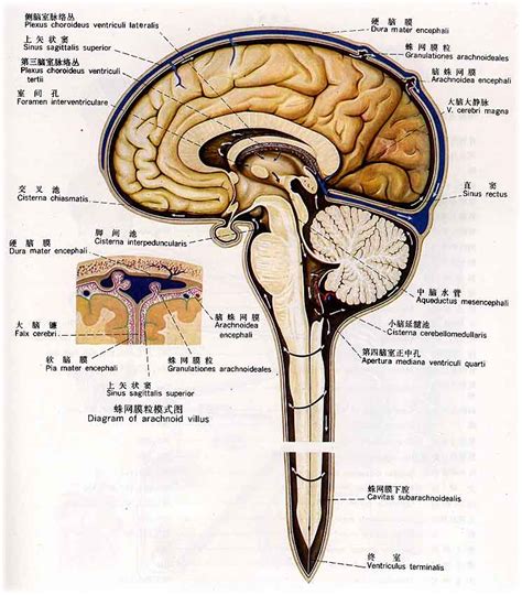 人类脑脊液来源探索