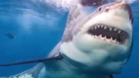 世界各地的水族馆为什么都没有大白鲨_凤凰网视频_凤凰网