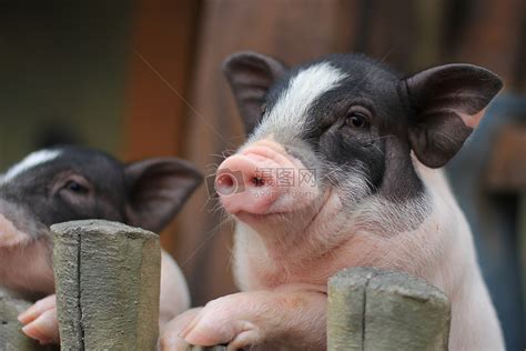 了解猪的这6大行为特点，养猪就变简单了！ | 养殖技术 | 技术支持 | 天津硕普饲料有限公司