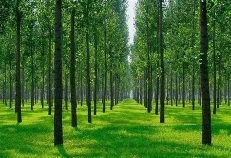 明光市林业局组织开展紫阳国有林场林木良种培育项目验收工作_滁州市林业局