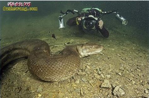 【太平洋底惊现百米巨蟒图片】海洋巨蟒之谜_蛇的图片_毒蛇网