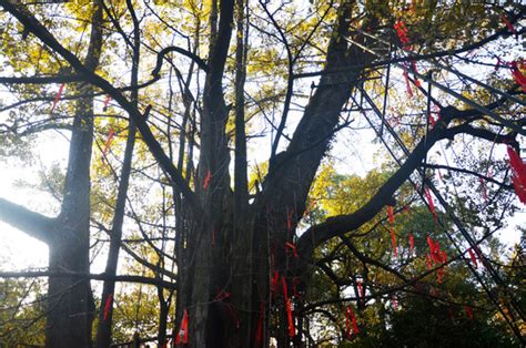 厦门观音寺系着祈福带的树高清图片下载_红动中国