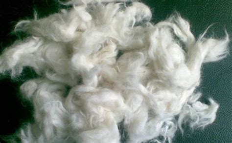 山羊绒与绵羊绒有何区别-百度经验