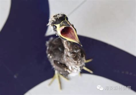千岛湖发现“最神秘的鸟” 鸟名你可能还念不出来-浙江新闻-浙江在线
