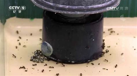 红火蚁的天敌-蚤蝇，以及蚤蝇的繁衍投放计划_腾讯视频