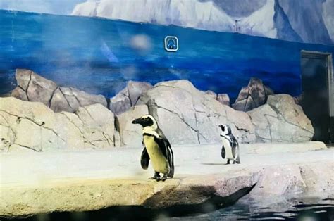石家庄动物园极地海洋世界明天正式开放_手机新浪网