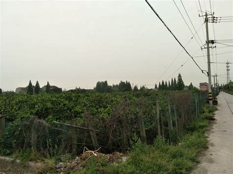 上海市崇明县竖新镇350亩果园转让- 聚土网