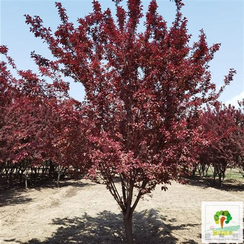 樱桃李树美丽的枝条高清图片下载-正版图片503376896-摄图网