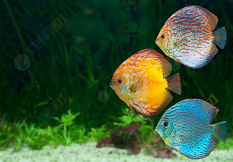热带鱼,多色的,群,在下面,水,水平画幅,无人,水下,海产,白色摄影素材,汇图网www.huitu.com