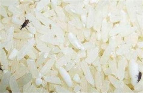 大米中的米象虫能吃吗？用这六种方法可以彻底消灭干净！_冷冻