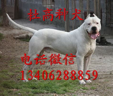 纯种日本土佐犬头部特写高清图片下载-正版图片503221265-摄图网