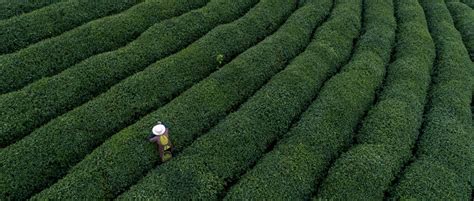 茶园生态化 加工科技化 链条数字化——精品茶背后的“新昌模式”新内涵-新昌新闻网